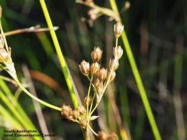   Infructescence:   Juncus pauciflora ; Photo by South Australian Seed Conservation Centre, used with permission
